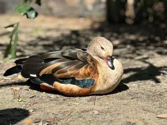 Why Birds?