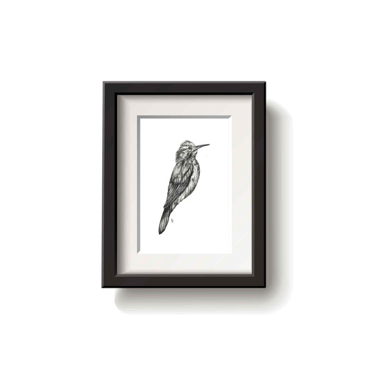 Framed black and white drawing of a narrow billed woodcreeper bird on a white background