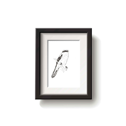 Framed black and white drawing of a northern shrike bird on a white background