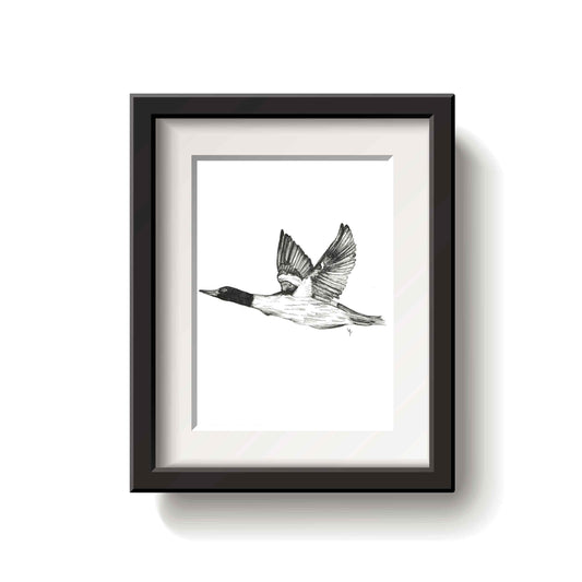 Framed black and white drawing of a flying common merganser bird on a white background