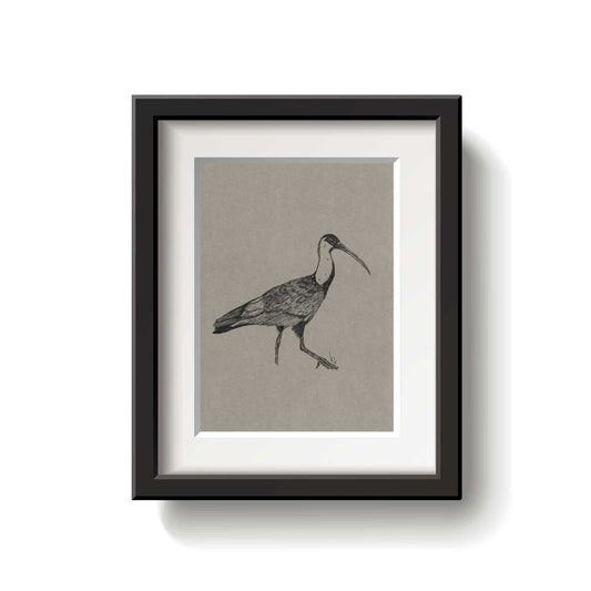 A framed bird drawing on a white background.