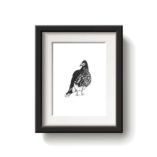 Black and white illustration of a Carunculated Caracara bird on a white background