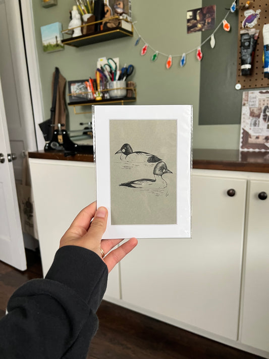Common Goldeneyes