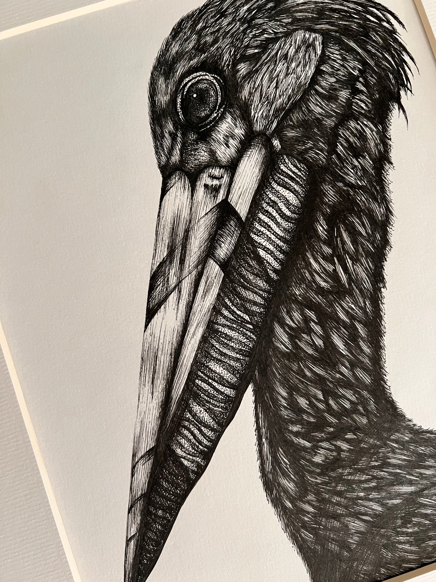 Pelican