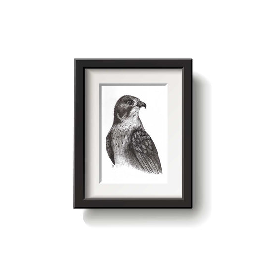 A framed bird drawing on a white background.