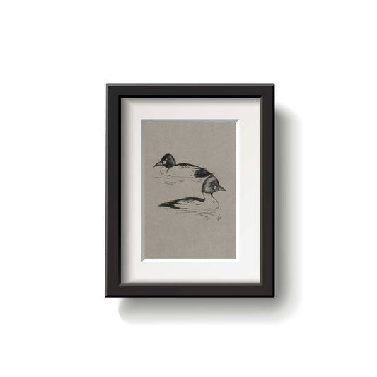 Common Goldeneyes