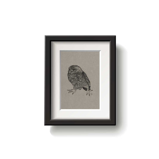 Little Owl