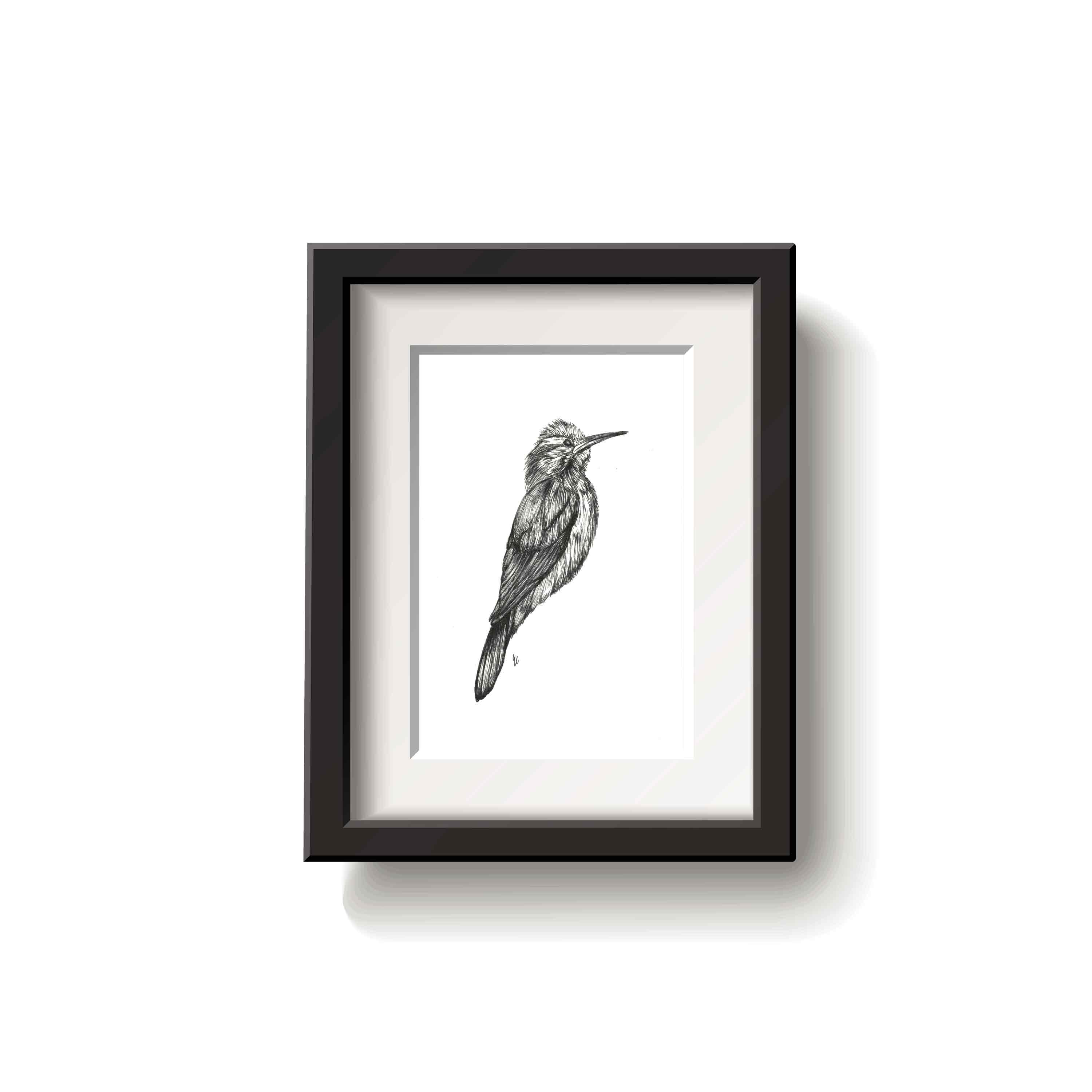 Framed black and white drawing of a narrow billed woodcreeper bird on a white background