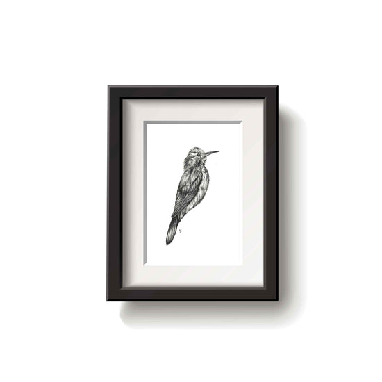 Framed black and white drawing of a narrow billed woodcreeper bird on a white background