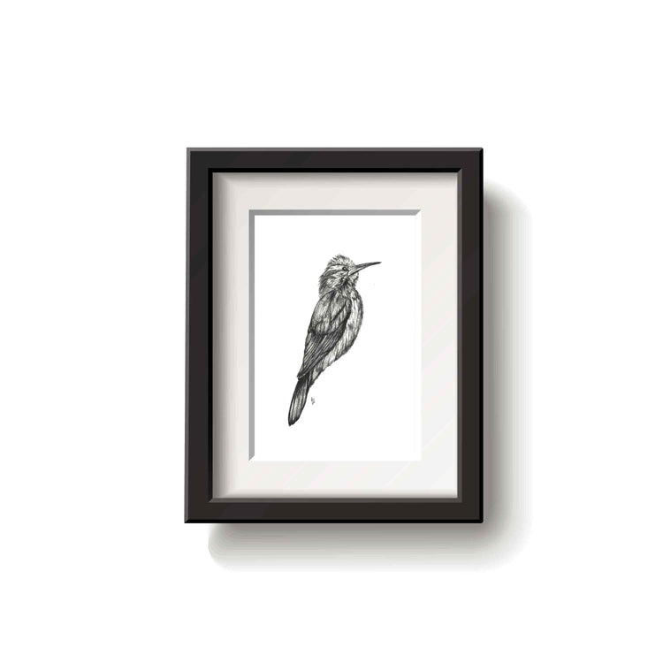 Framed black and white drawing of a narrow billed woodcreeper bird on a white background