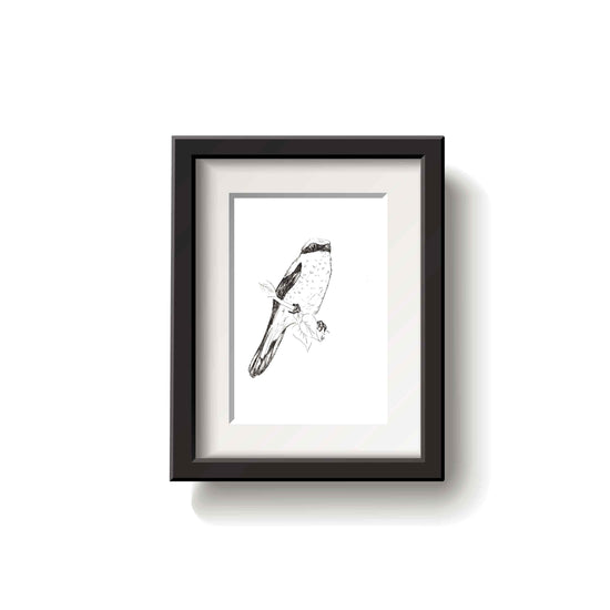 Framed black and white drawing of a northern shrike bird on a white background