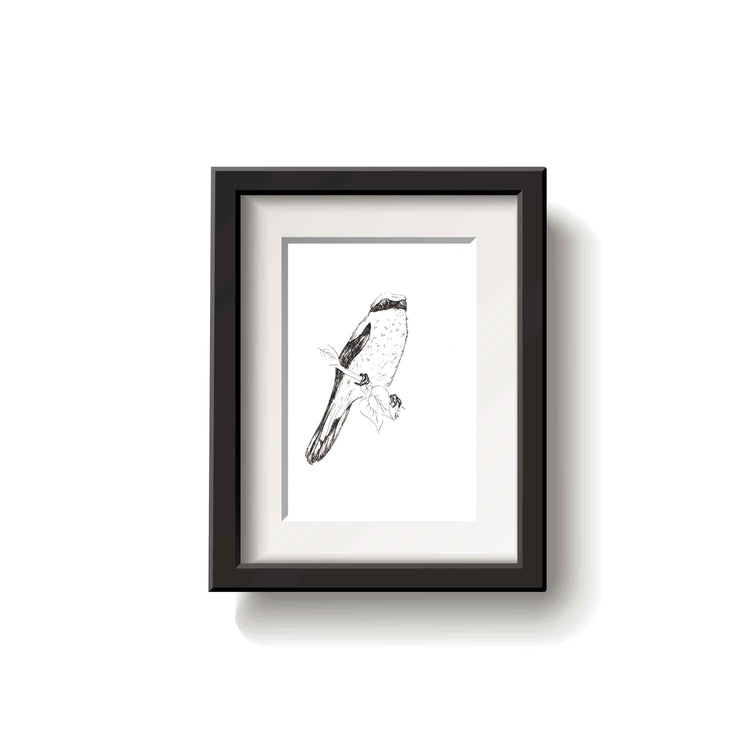 Framed black and white drawing of a northern shrike bird on a white background