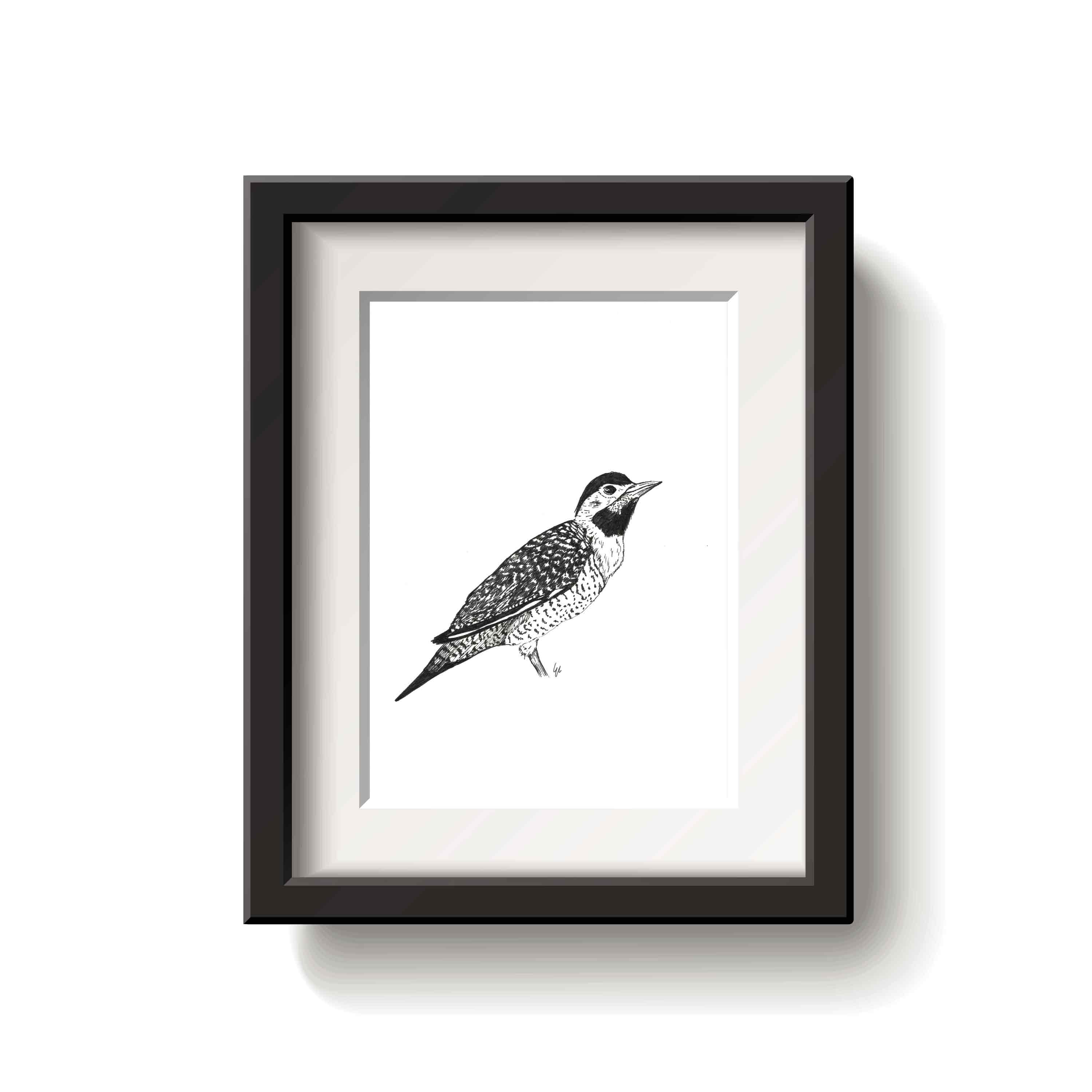 Framed black and white drawing of a campo flicker bird on a white background
