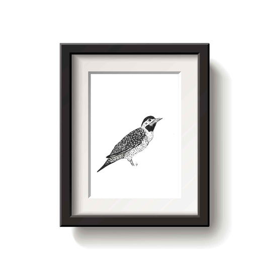 Framed black and white drawing of a campo flicker bird on a white background