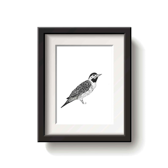 Framed black and white drawing of a campo flicker bird on a white background