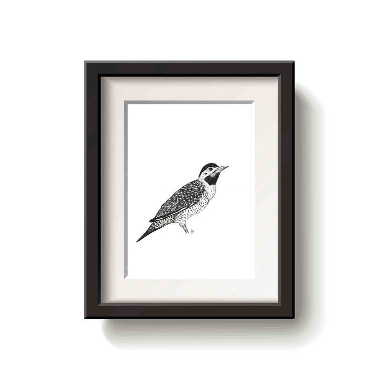 Framed black and white drawing of a campo flicker bird on a white background