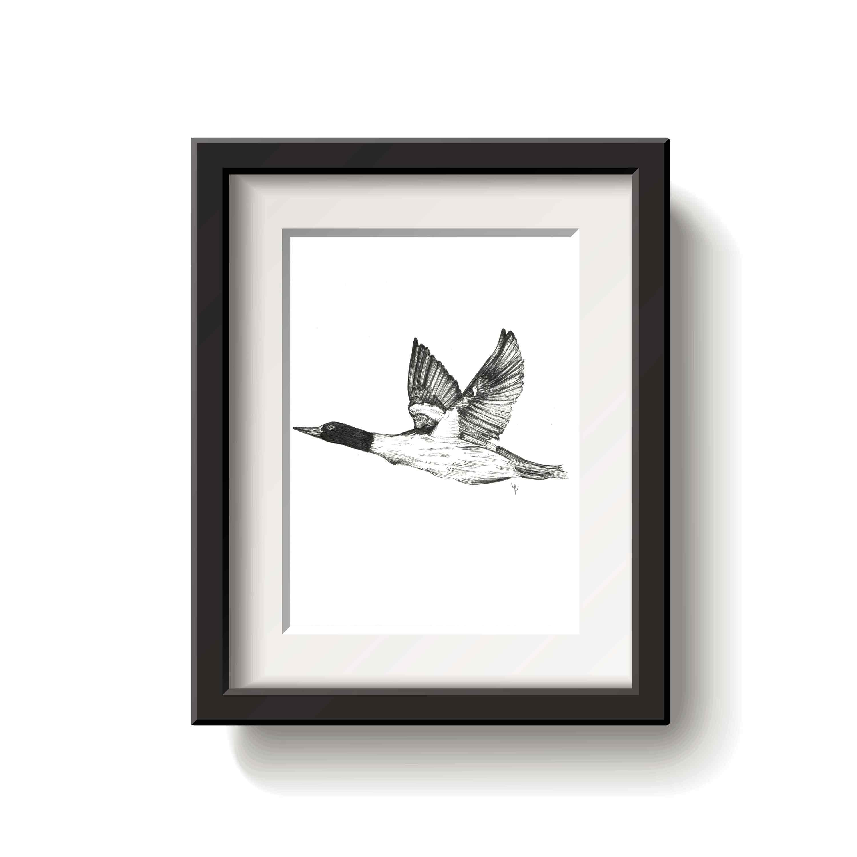Framed black and white drawing of a flying common merganser bird on a white background