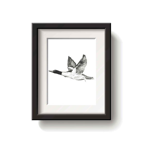 Framed black and white drawing of a flying common merganser bird on a white background