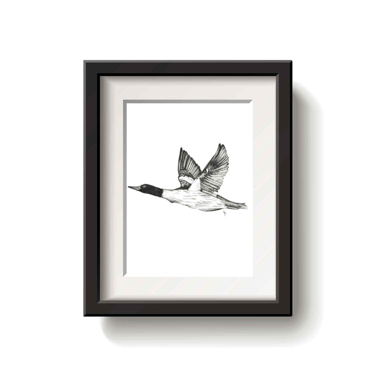 Framed black and white drawing of a flying common merganser bird on a white background