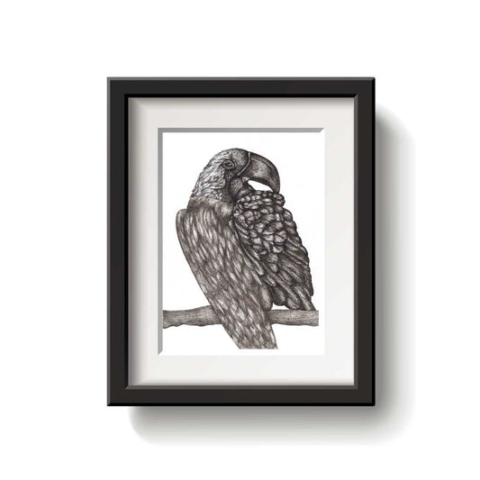 Framed black and white drawing of a macaw on a branch against a white background