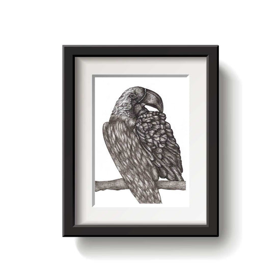 Framed black and white drawing of a macaw on a branch against a white background