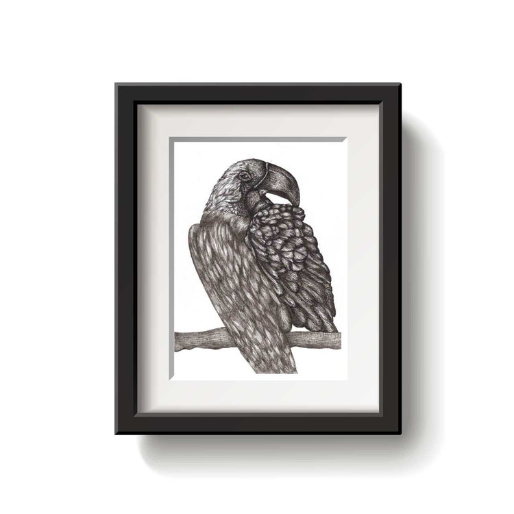Framed black and white drawing of a macaw on a branch against a white background