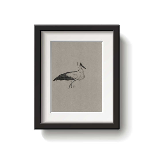 White Stork