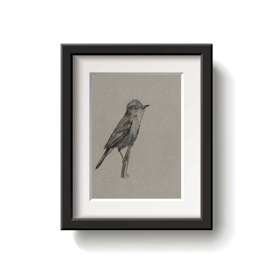 A framed bird drawing on a white background.