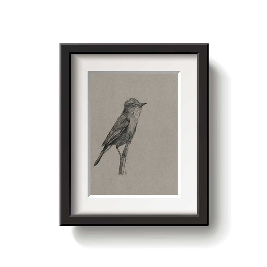 A framed bird drawing on a white background.
