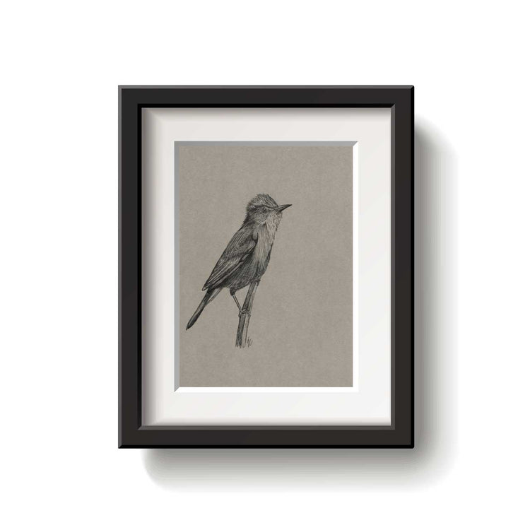 A framed bird drawing on a white background.