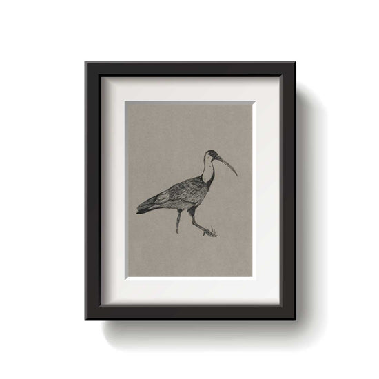 A framed bird drawing on a white background.