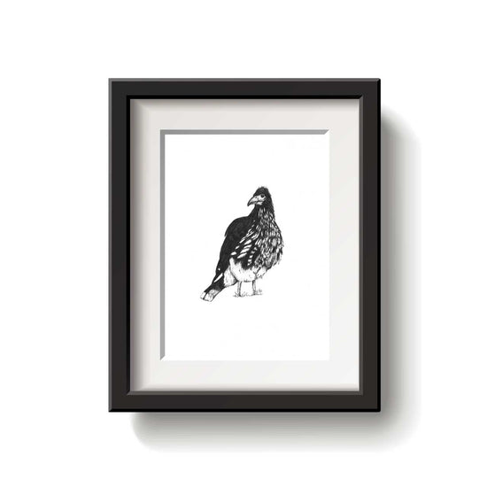 Black and white illustration of a Carunculated Caracara bird on a white background