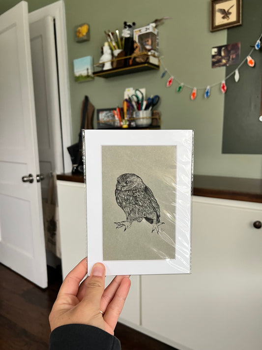 Little Owl