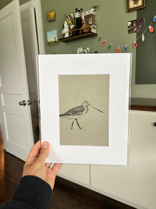 Bar-tailed Godwit