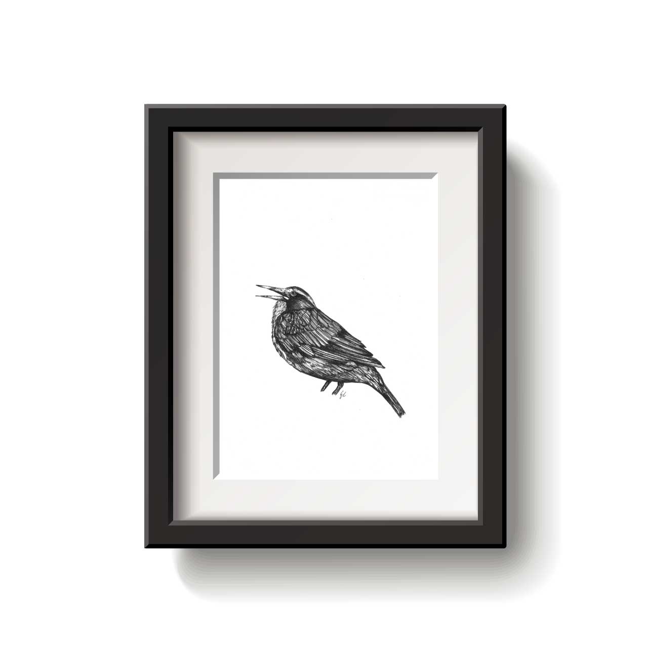 Black and white illustration of a Long Tailed Meadowlark bird on a white background