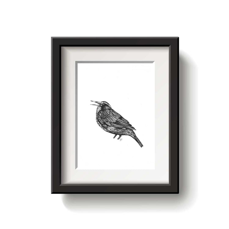 Black and white illustration of a Long Tailed Meadowlark bird on a white background