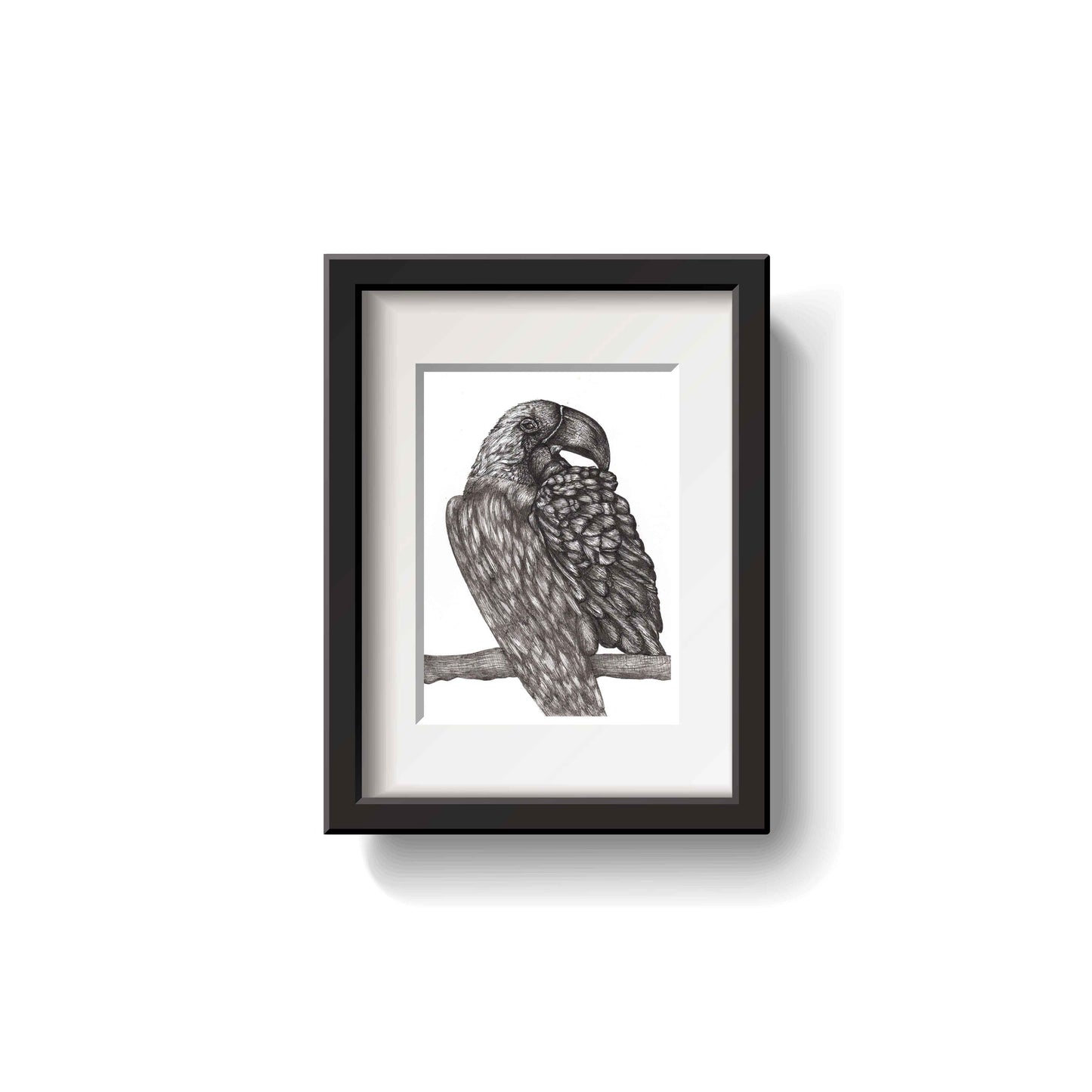 Macaw Pen Drawing by Emily Ciecka