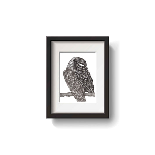 Macaw Pen Drawing by Emily Ciecka