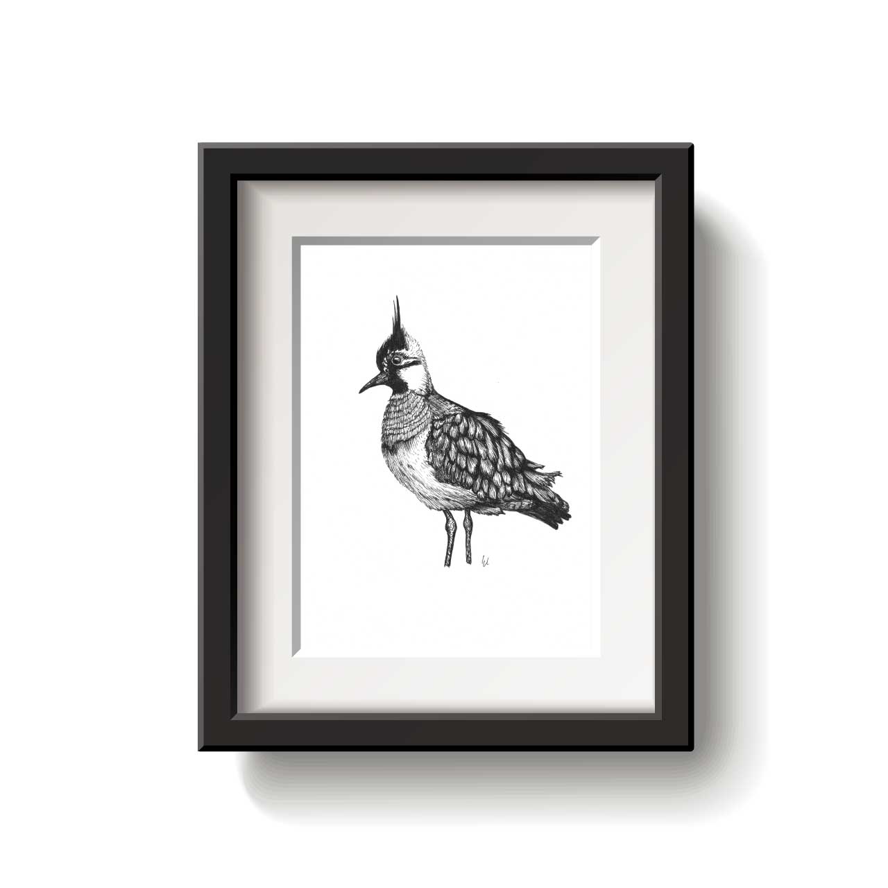 Black and white illustration of a Northern Capwing bird on a white background