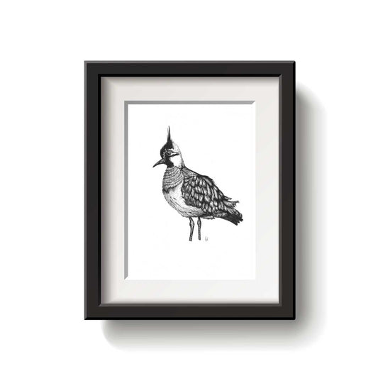 Black and white illustration of a Northern Capwing bird on a white background