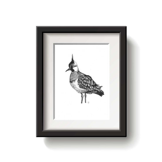 Black and white illustration of a Northern Capwing bird on a white background
