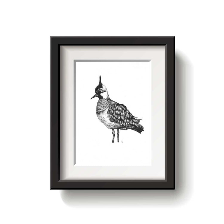 Black and white illustration of a Northern Capwing bird on a white background