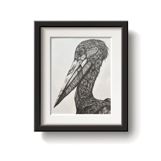 Pelican