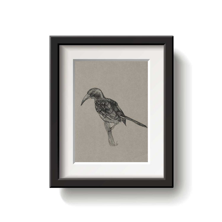Southern Red-billed Hornbill
