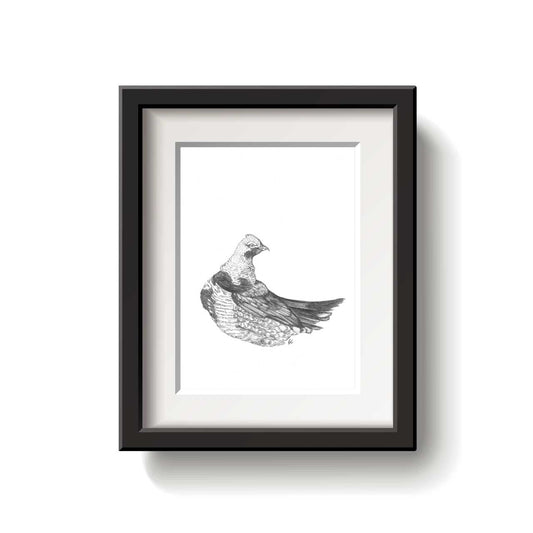Black and white artwork of a Spruce Grouse bird on a white background